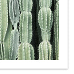 Cactus Wall Art Print
