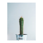 "Spike" Cactus Print