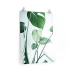 Monstera 1 Print