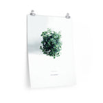 Pilea From Above Print