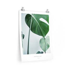 Monstera Deliciosa