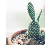 Bunny Ears Cactus Wall Art Print