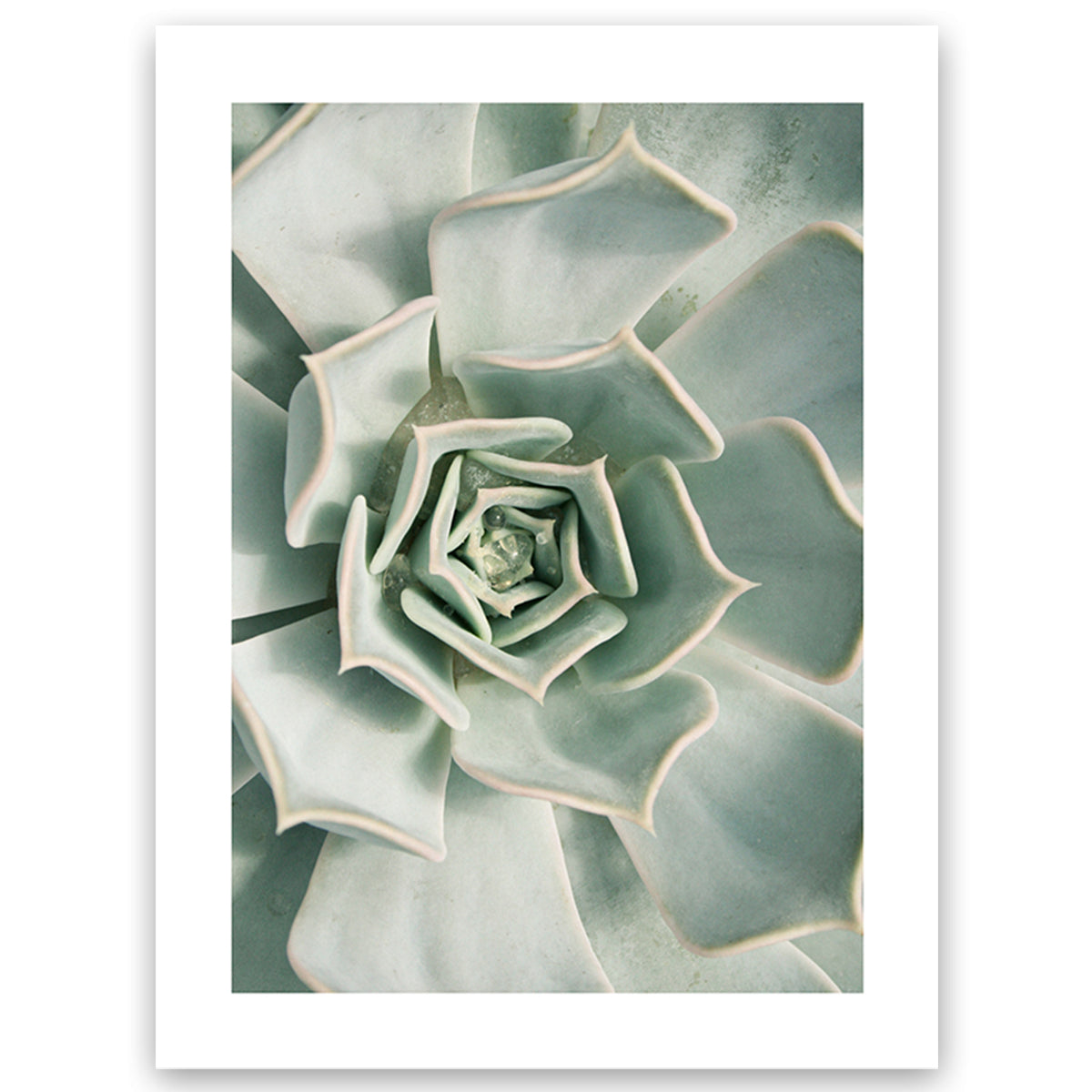 succulent wall art prints Succulent Wall Art Print – Wild Abode