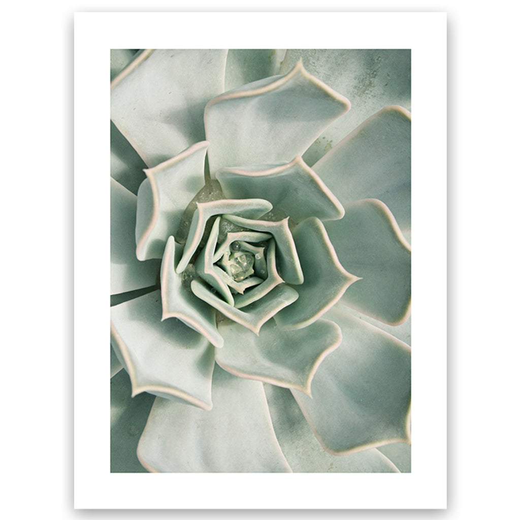 Succulent Wall Art Print