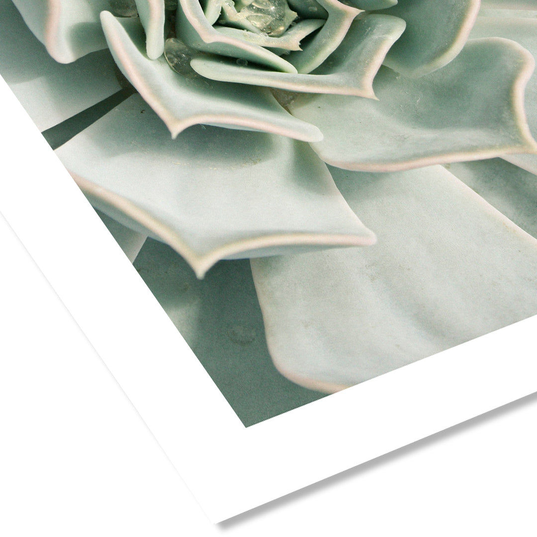 free printable succulent wall art Succulent Wall Art Print – Wild Abode