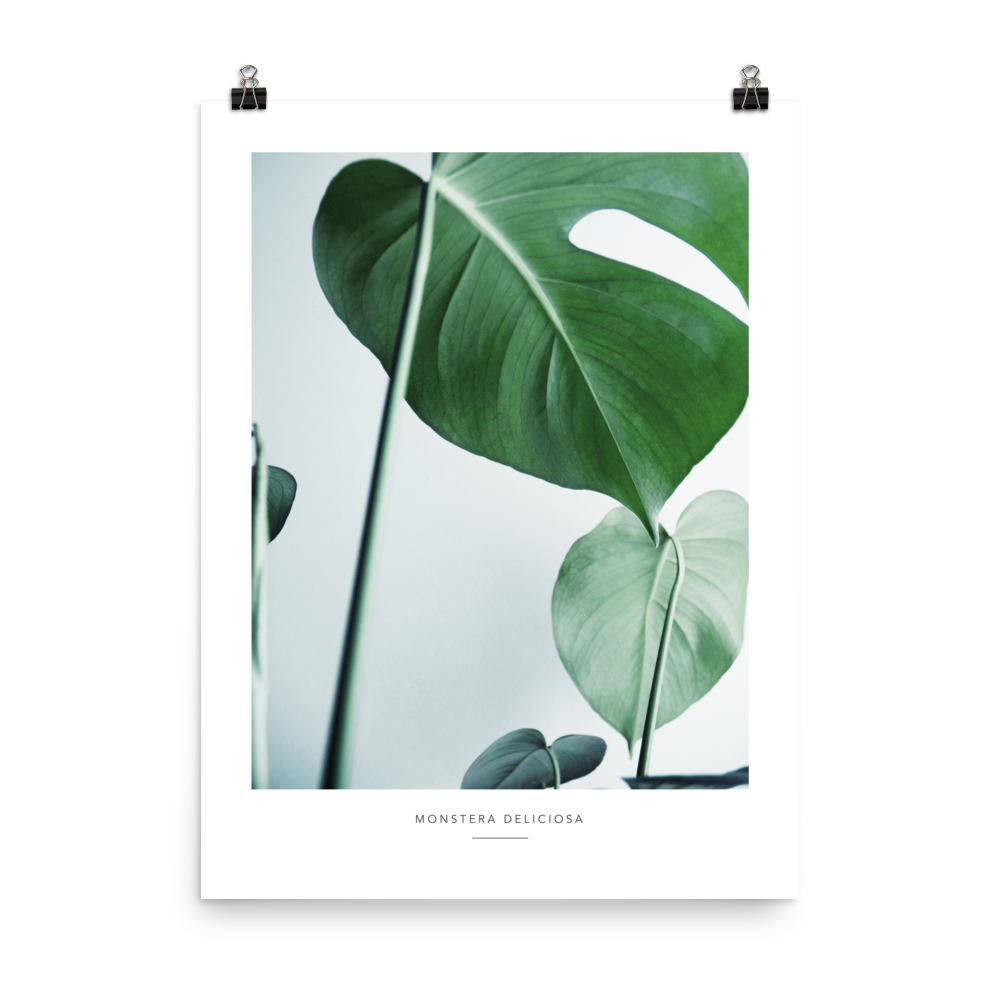 Monstera Leaf Art Print