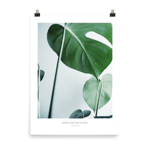 Monstera Leaf Art Print