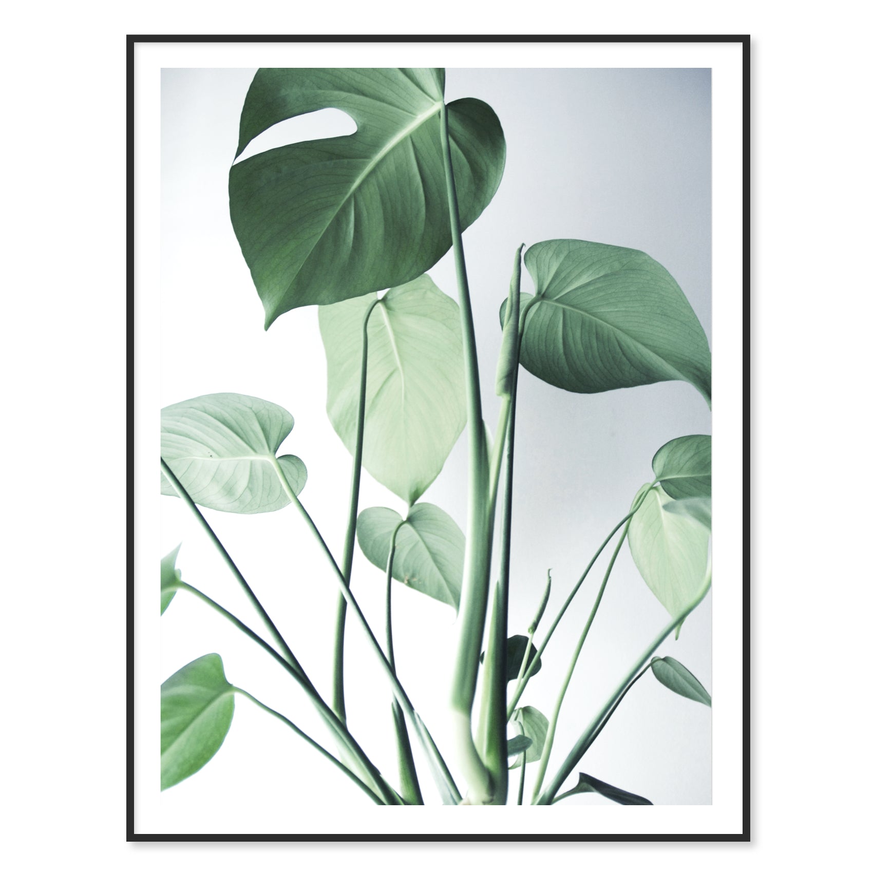 Monstera 3 Print