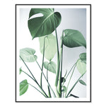 Monstera 3 Print