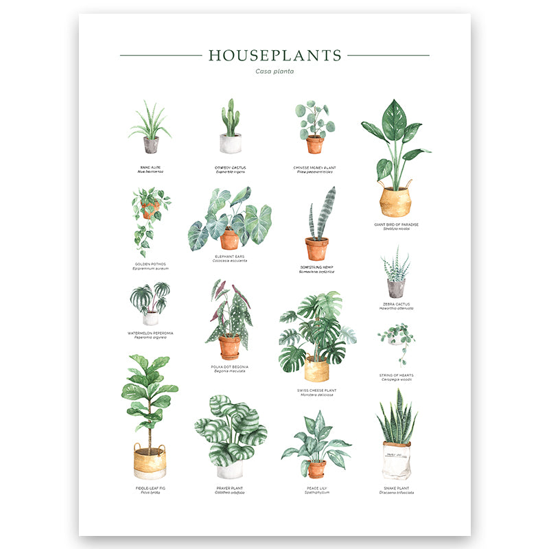 house plants poster Houseplants Chart Wall Art Print – Wild Abode