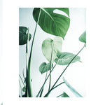 Monstera 1 Print