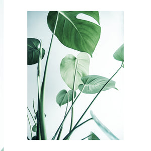 Monstera 1 Print