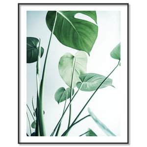 Monstera 1 Print