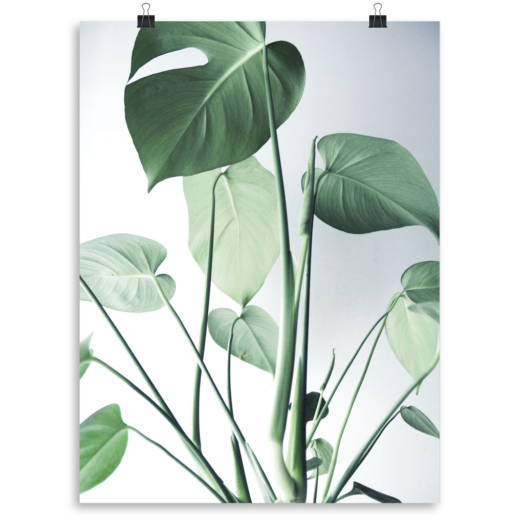 Monstera 3 Print