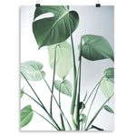 Monstera 3 Print