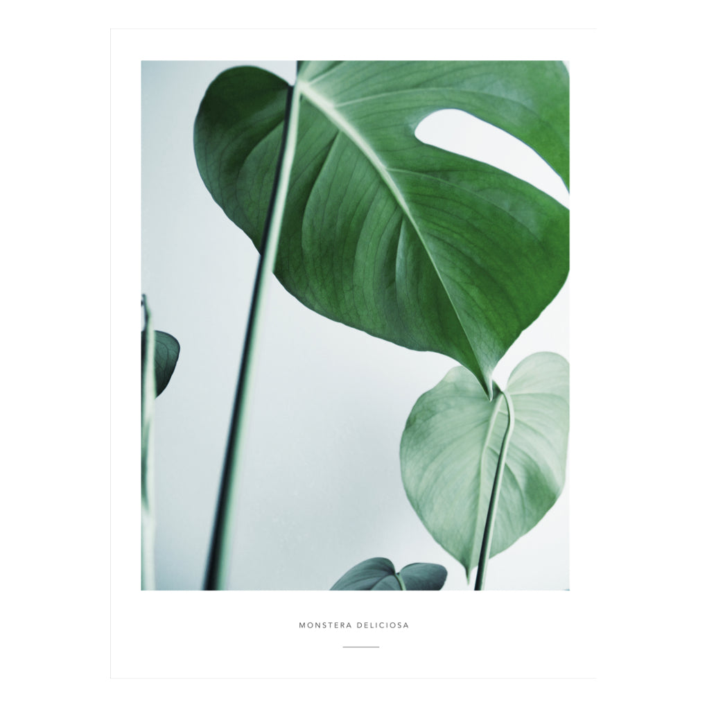 monstera plant etsy Monstera Deliciosa – Wild Abode