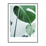 Monstera Deliciosa