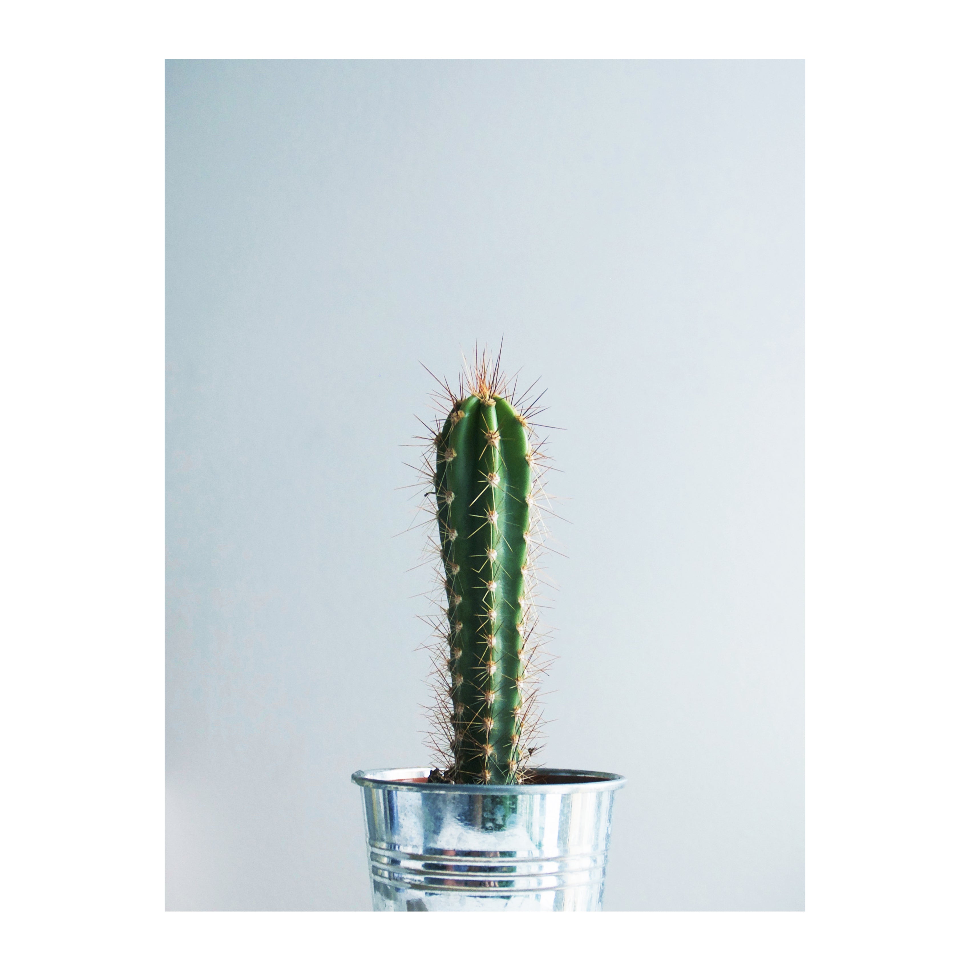 "Spike" Cactus Print
