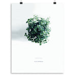 Pilea From Above Print