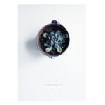 Blue Star From Above Print