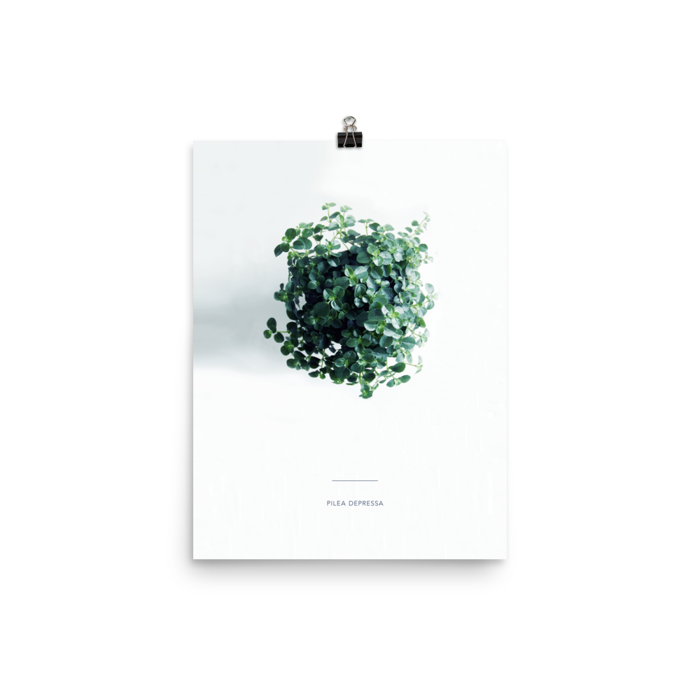 Pilea From Above Print