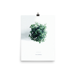 Pilea From Above Print
