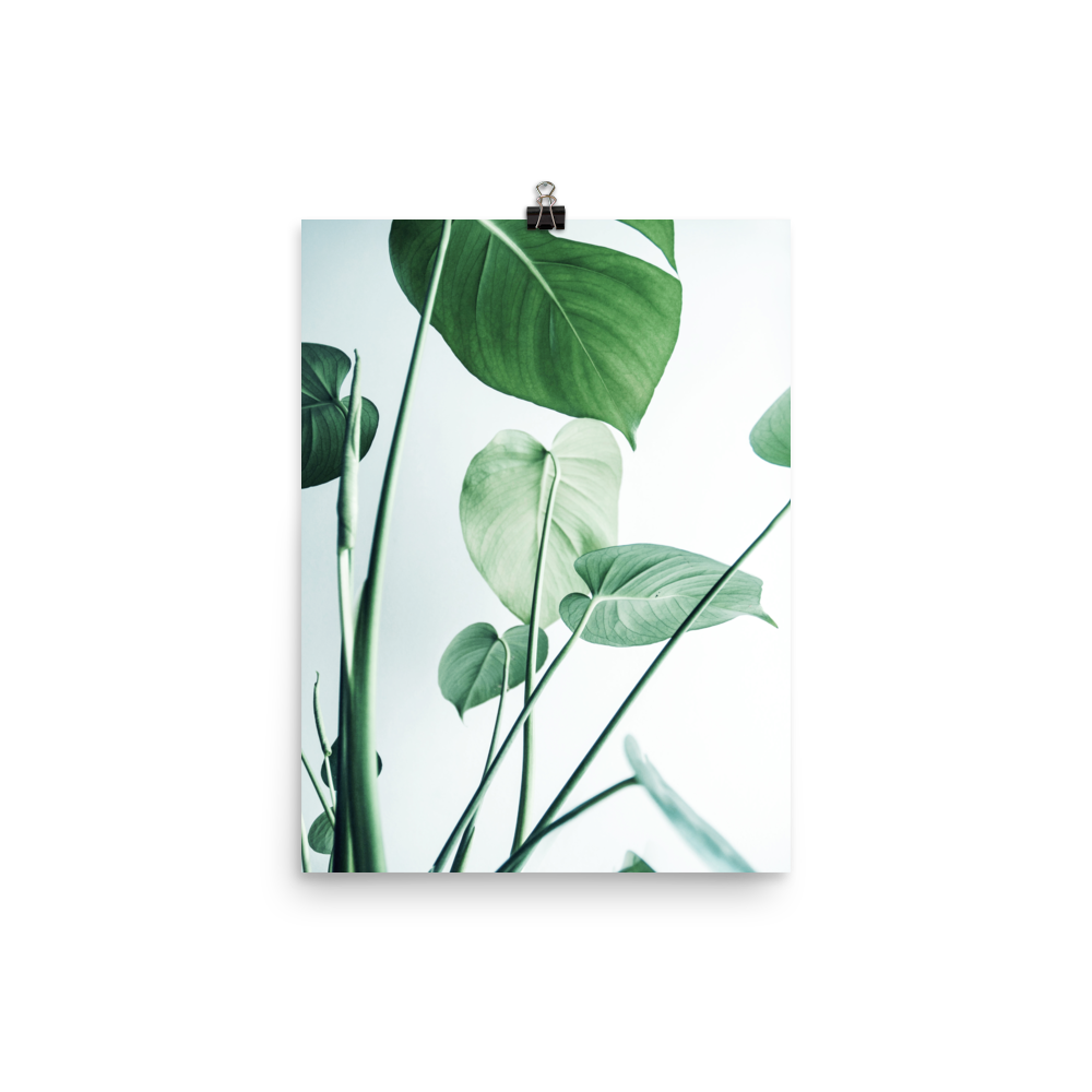 Young Monstera Art Print