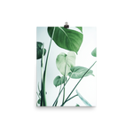 Young Monstera Art Print