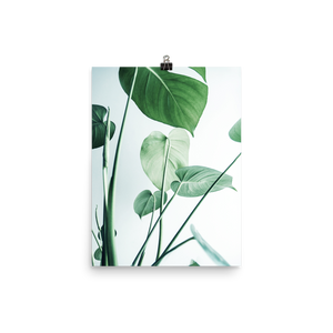 Young Monstera Art Print