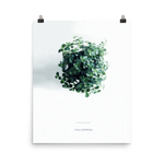 Pilea From Above Print
