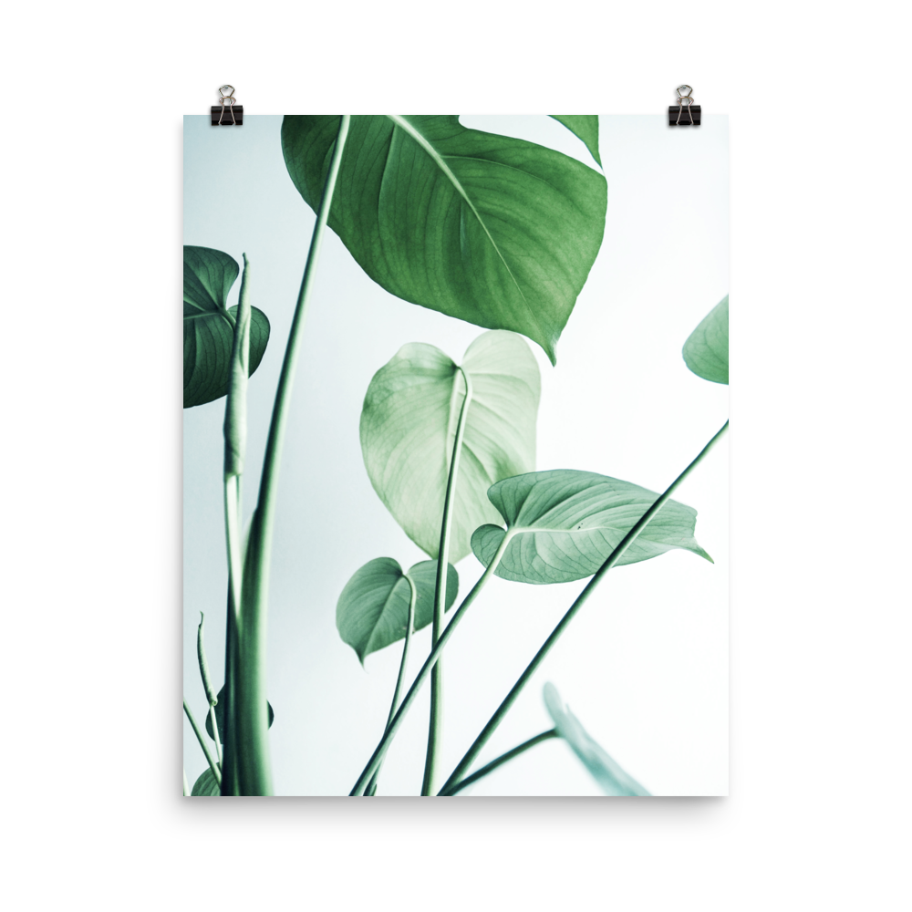 Young Monstera Art Print