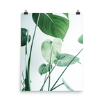 Young Monstera Art Print