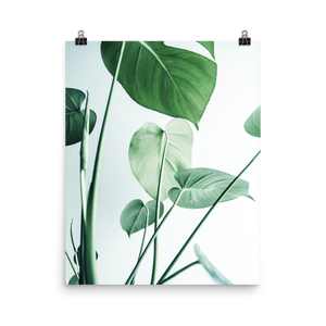 Young Monstera Art Print