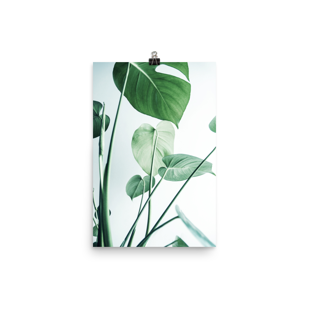 Young Monstera Art Print