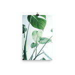 Young Monstera Art Print