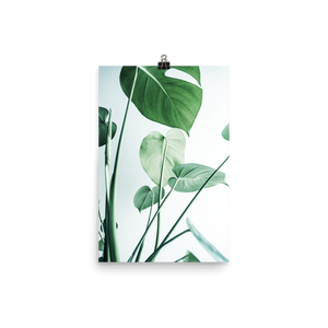 Young Monstera Art Print