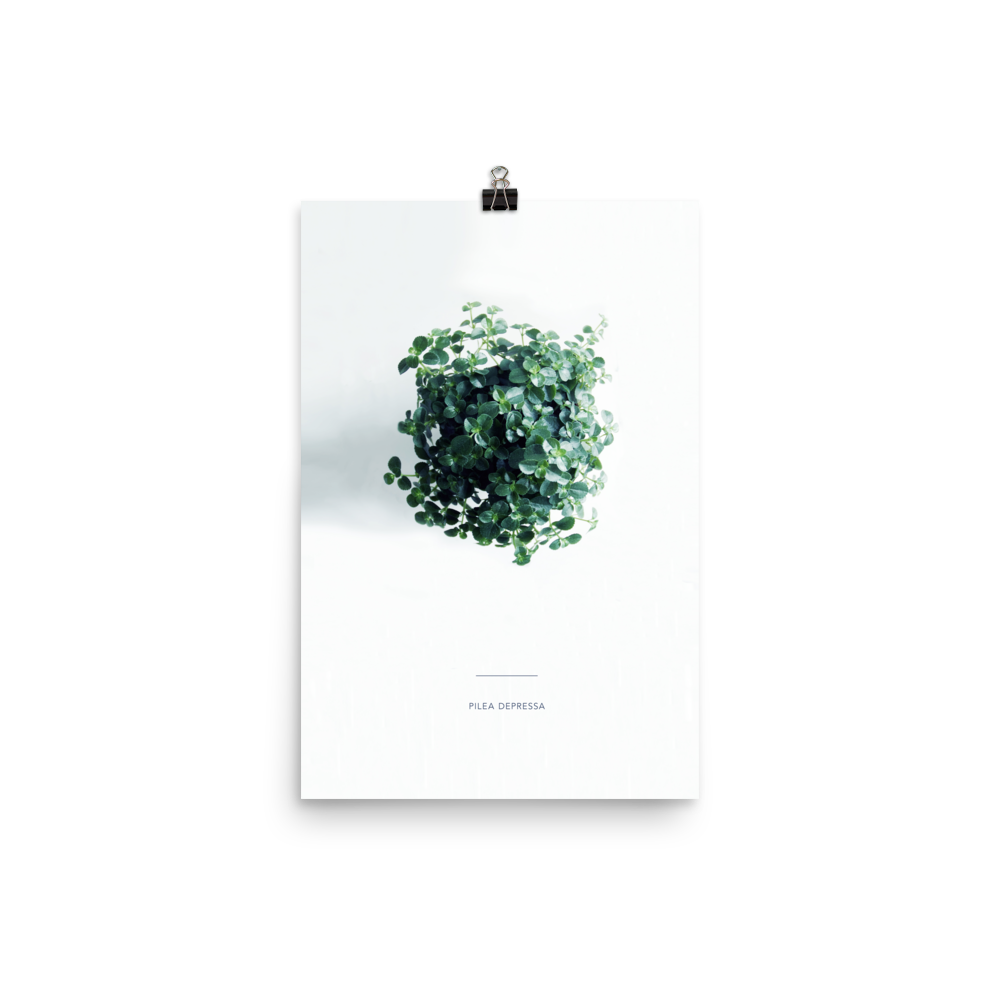 Pilea From Above Print
