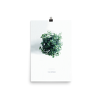 Pilea From Above Print