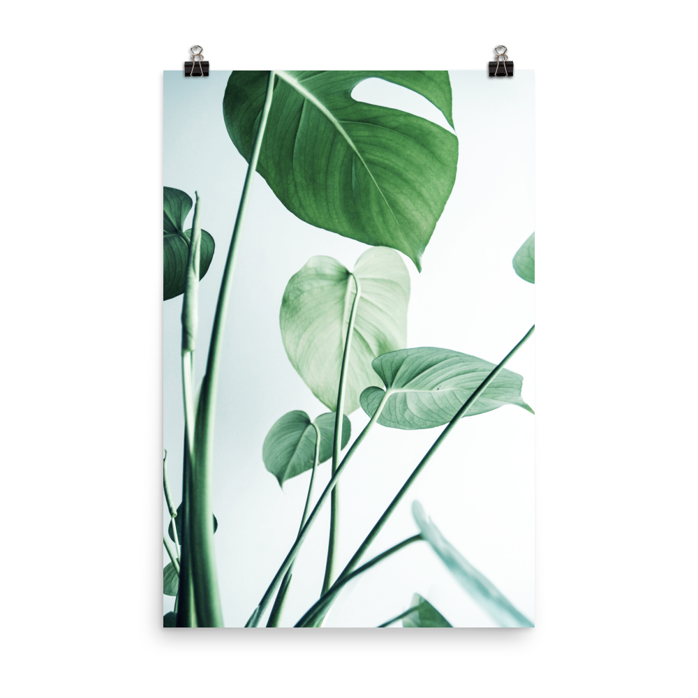 Young Monstera Art Print