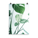 Young Monstera Art Print