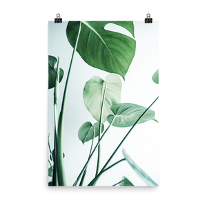 Young Monstera Art Print