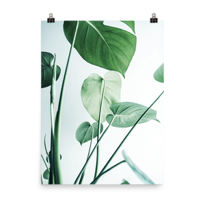 Young Monstera Art Print