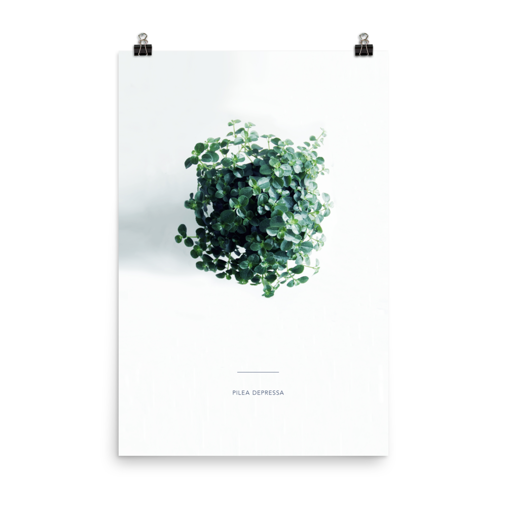 Pilea From Above Print
