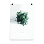 Pilea From Above Print