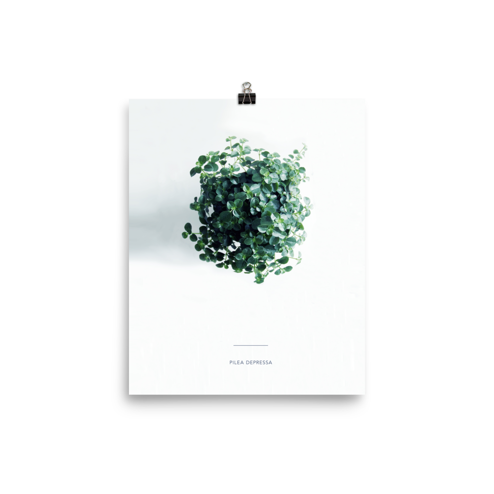 Pilea From Above Print