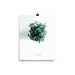 Pilea From Above Print