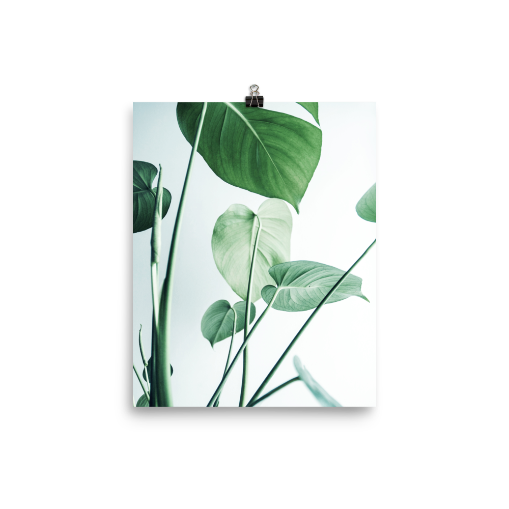 Young Monstera Art Print
