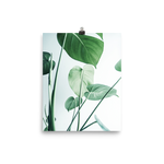 Young Monstera Art Print