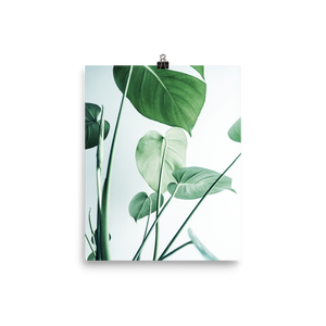 Young Monstera Art Print